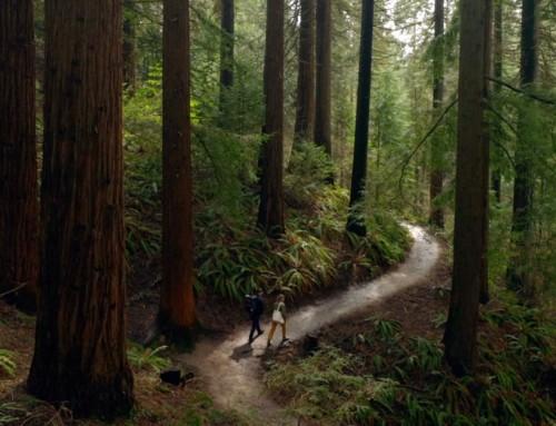 Search For The Perfect Bite: Portland Forest Park Episode